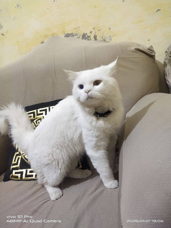 PERSIAN WHITE MALE CAT URGENT FOR SALE 5