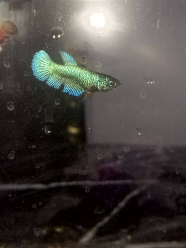 Betta fish baby. 2