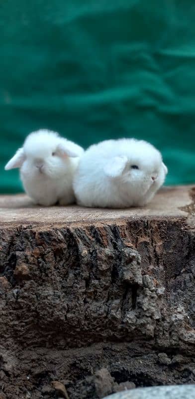 Holland lop bunnies/punch face 1