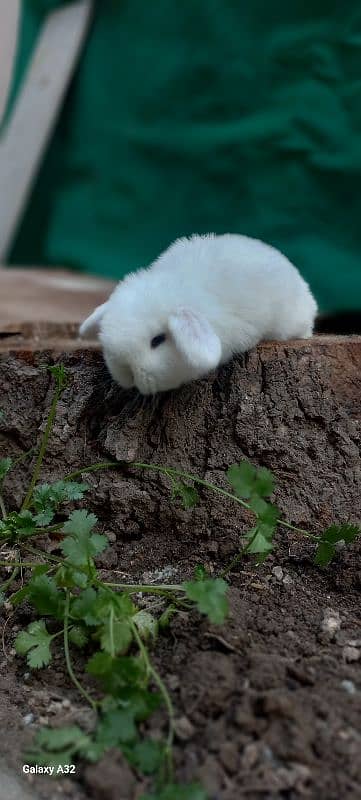 Holland lop bunnies/punch face 4