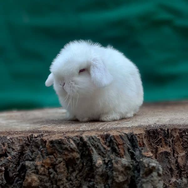 Holland lop bunnies/punch face 0