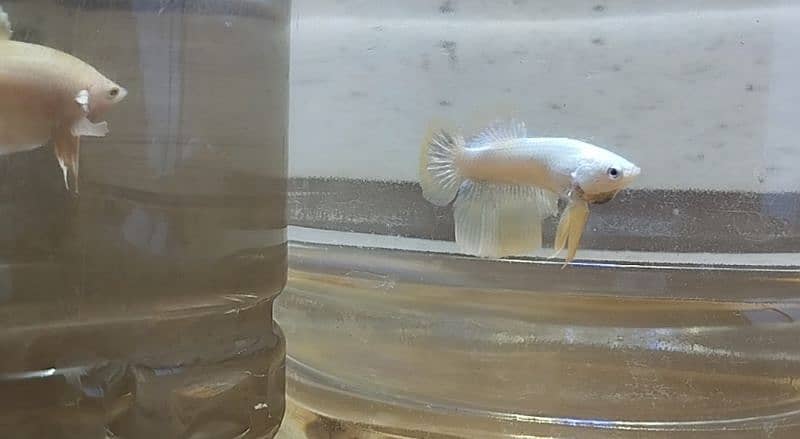 Exotic Betta Available 0