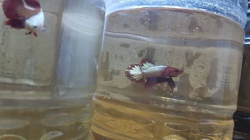 Exotic Betta Available 2