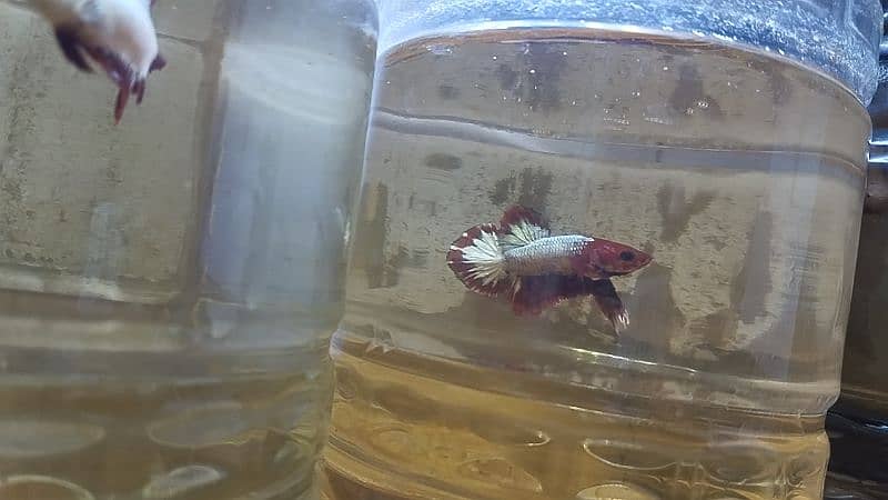 Exotic Betta Available 3