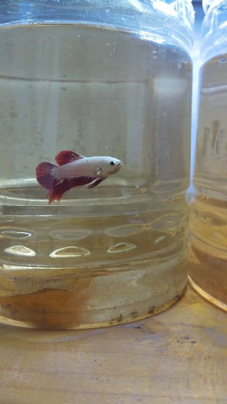 Exotic Betta Available 4