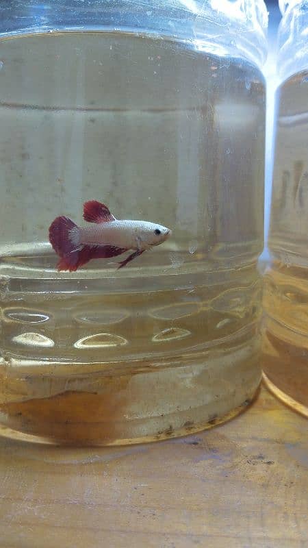 Exotic Betta Available 5