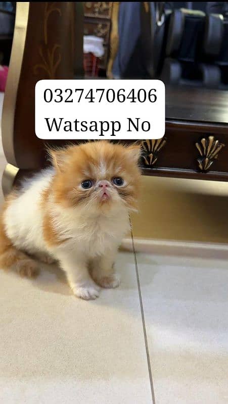 Persian Cat For Urgent Sale Piki Face 0