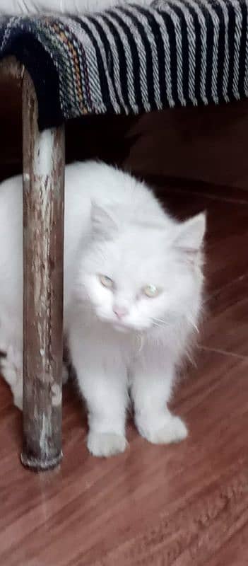 perchien cat for sale white eye perchiene cat 0