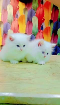 Persian cat for Sale