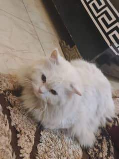 persian cat