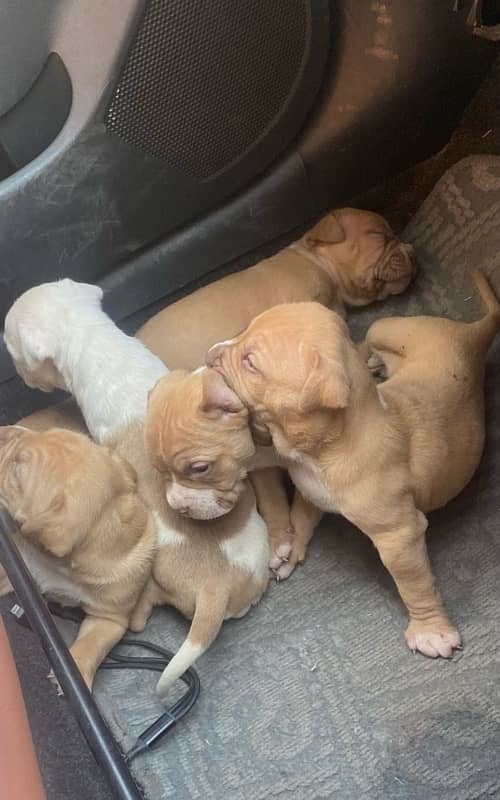 Pitbull female pups 3