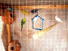 "Healthy 3 Pairs of Budgies for Sale – Perfect for Breeding!"