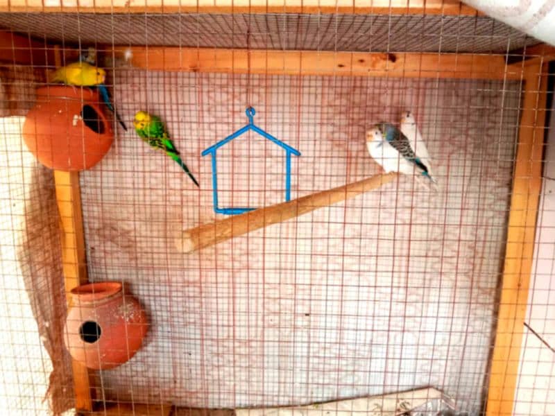 "Healthy 3 Pairs of Budgies for Sale – Perfect for Breeding!" 1