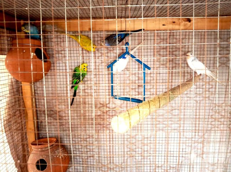 "Healthy 3 Pairs of Budgies for Sale – Perfect for Breeding!" 2