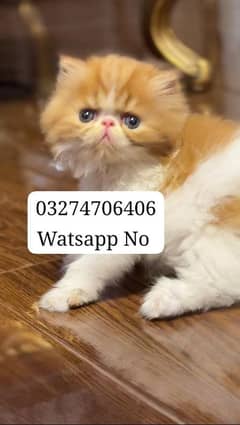 Persian Kitten Triple Coated For Urgent Sale