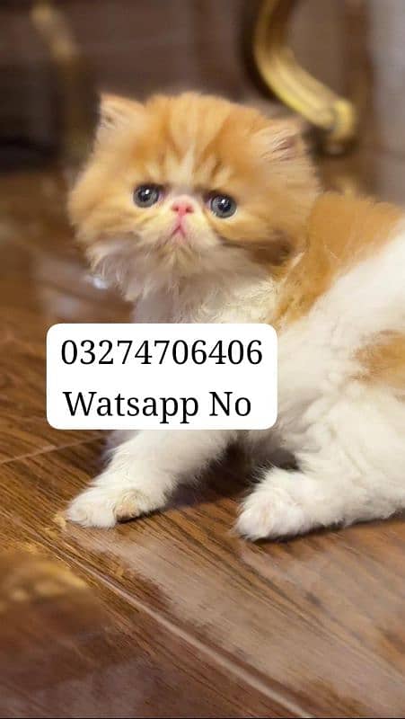 Persian Kitten Triple Coated For Urgent Sale 0