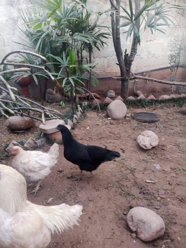 Ayam Cemani 2