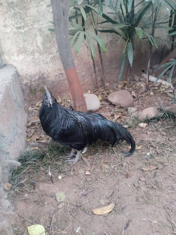 Ayam Cemani 3