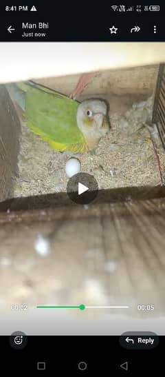 Pineapple conure high red Breeder pair with dna