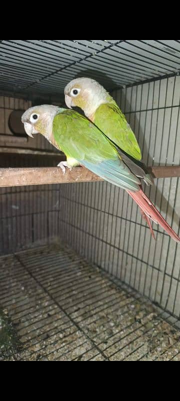 Pineapple conure high red Breeder pair with dna 1