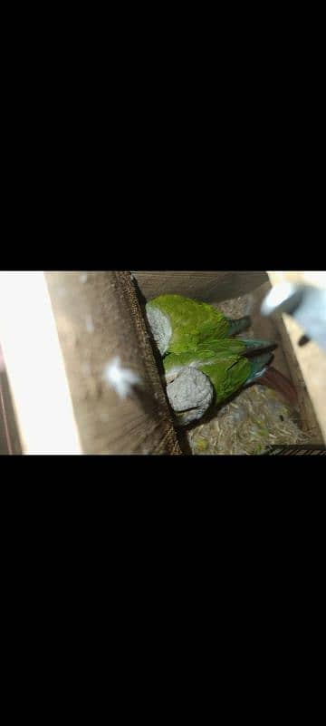 Pineapple conure high red Breeder pair with dna 2