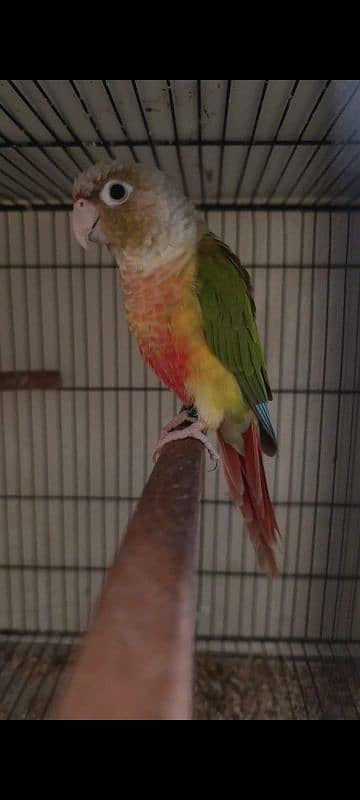 Pineapple conure high red Breeder pair with dna 3