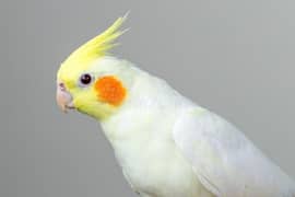 Lutino Cockatiel Healthy home breed