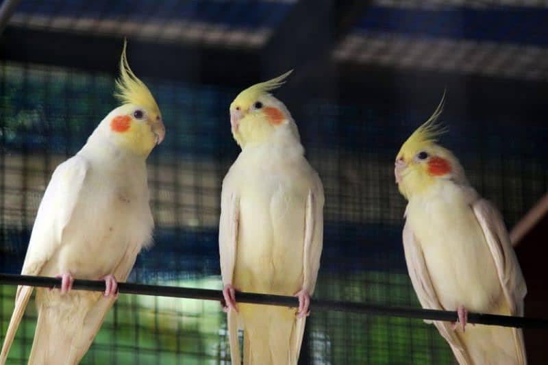 Lutino Cockatiel Healthy home breed 1