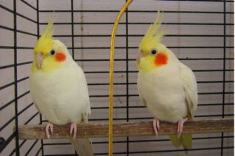 Lutino Cockatiel Healthy home breed 2