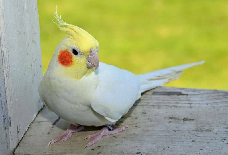 Lutino Cockatiel Healthy home breed 3