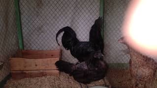 Ayam cemani breeder pair