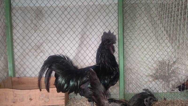 Ayam cemani breeder pair 1