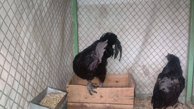 Ayam cemani breeder pair 2