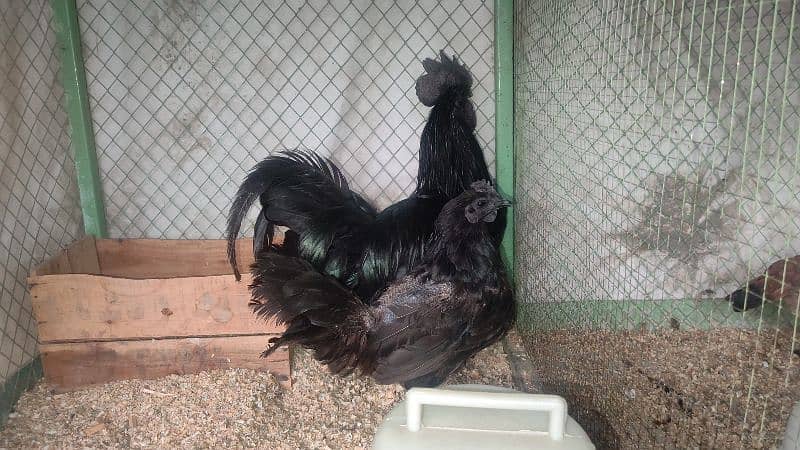 Ayam cemani breeder pair 3