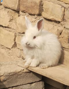 english angora rabbits bannis so cute little babies  500 per piecs