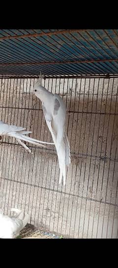 Eno vpied  cocktail cockatiel male