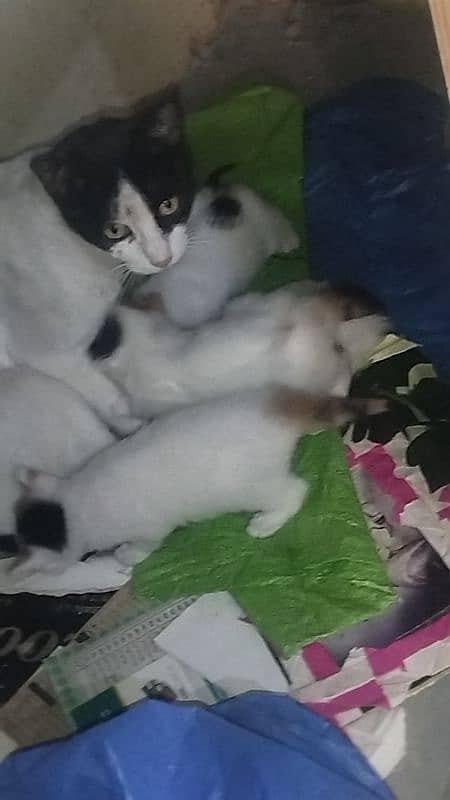 Kitten babies new born pursian kitten babies 1