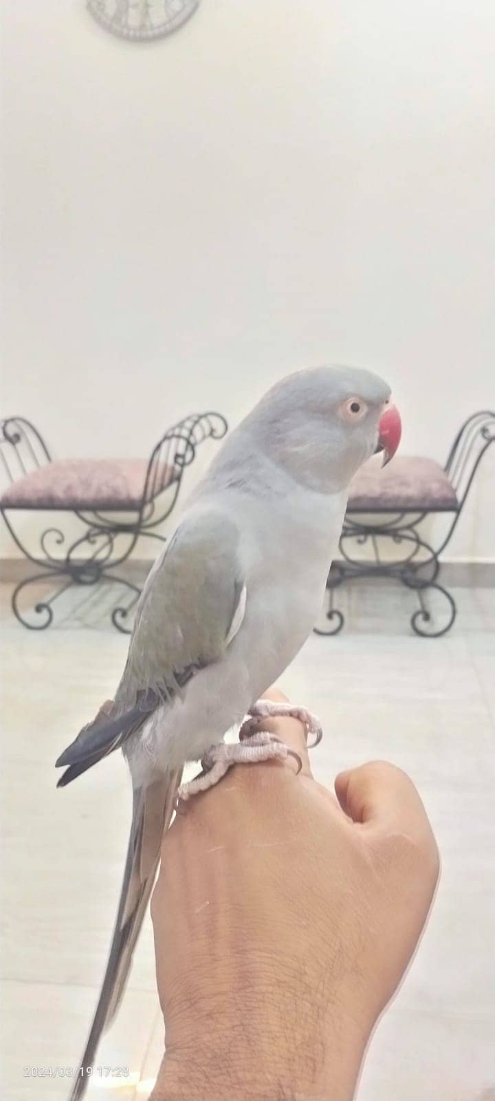 Beautiful talking hand tame gray / grey ringneck mithu 0