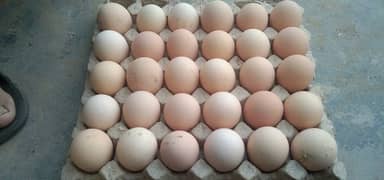 RIR eggs for sale