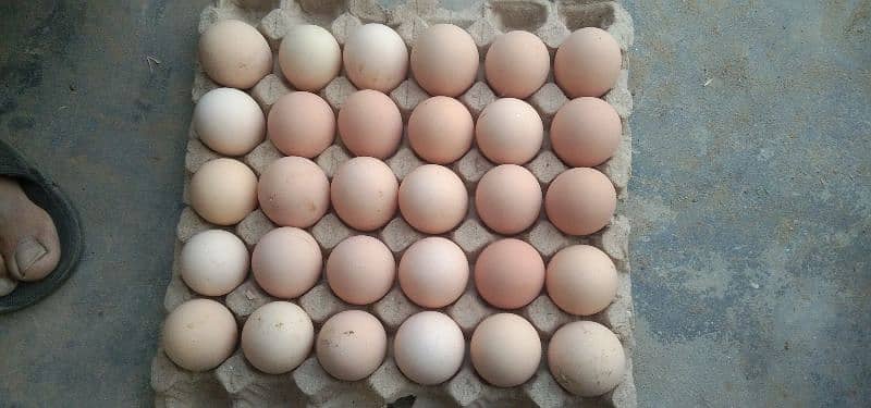 RIR eggs for sale 1