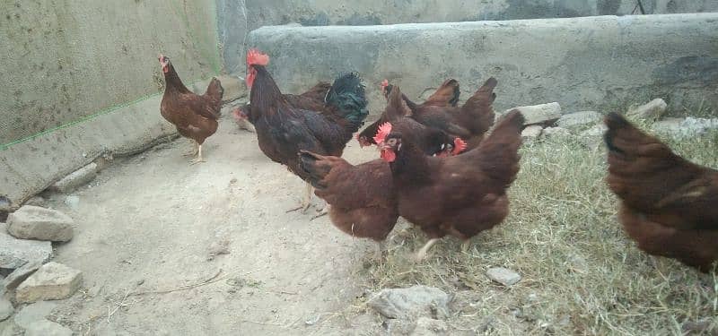 RIR eggs for sale 2