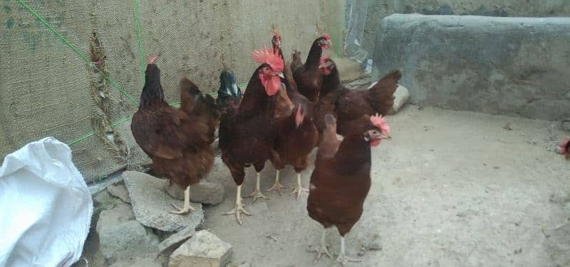 RIR eggs for sale 3