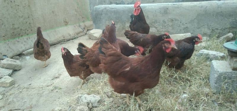 RIR eggs for sale 4