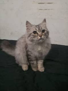 Persian cats for sale.