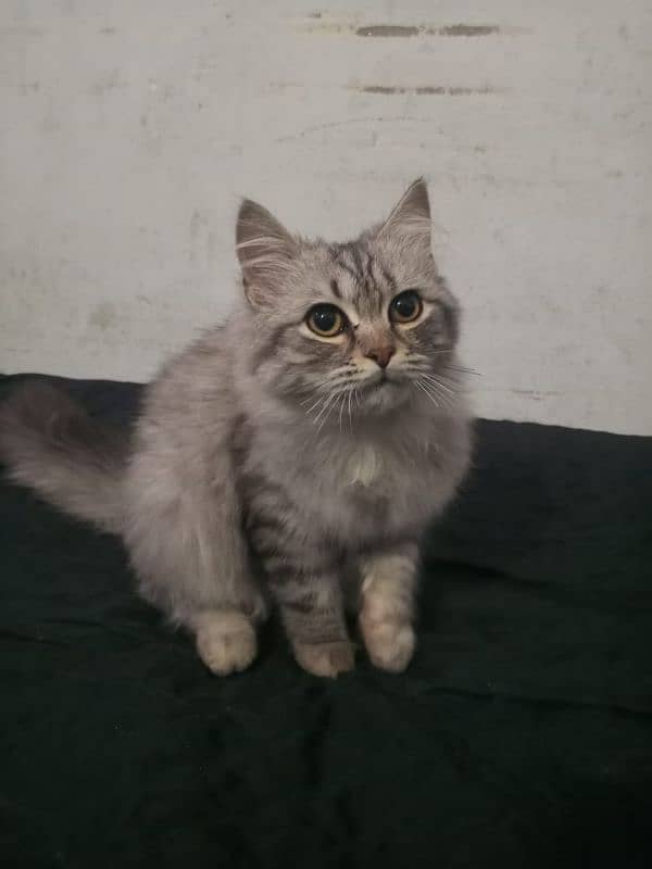 Persian cats for sale. 1