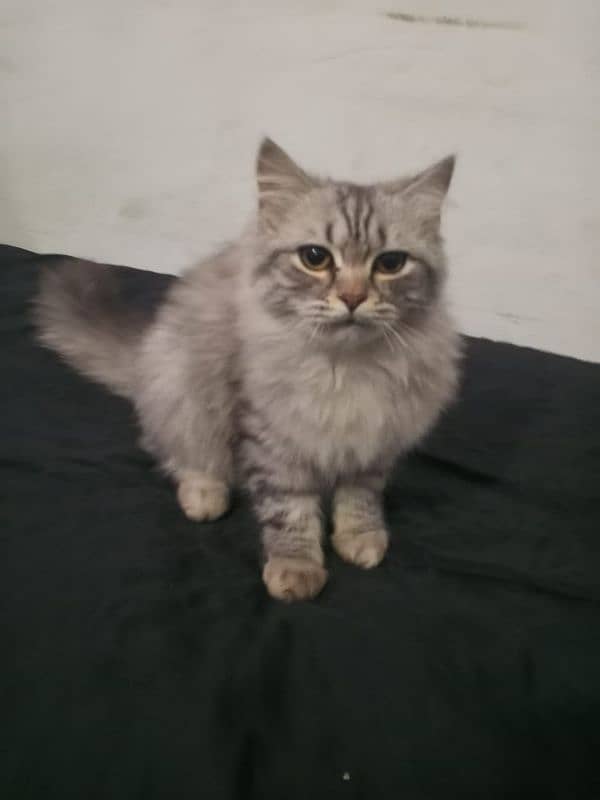 Persian cats for sale. 2