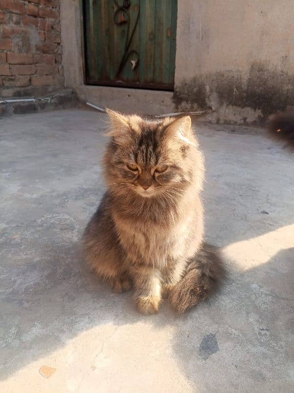 Persian cats for sale. 3