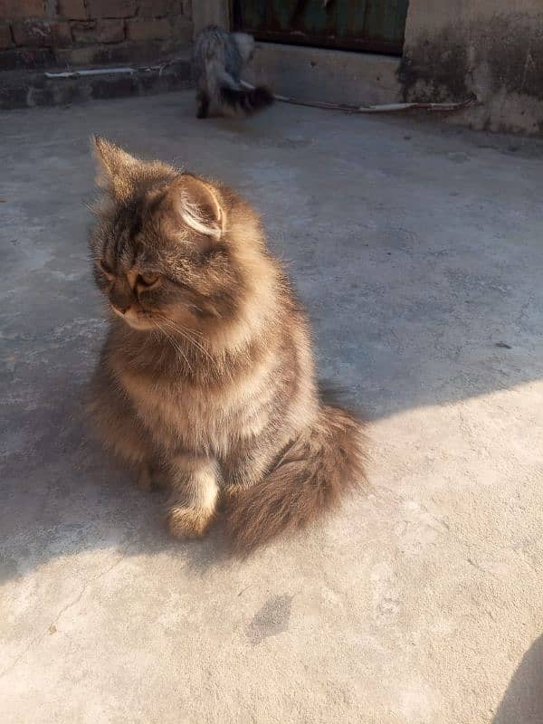 Persian cats for sale. 4