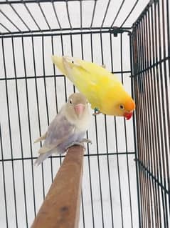 Lovebirds,Albino,Cremino,Parblue Pastelino,Decino,