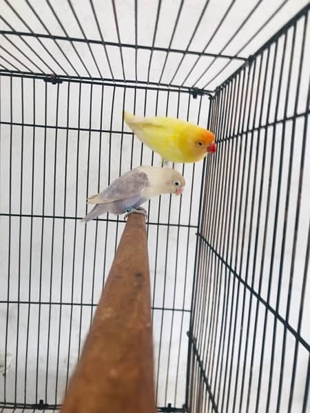 Lovebirds,Albino,Cremino,Parblue Pastelino,Decino, 1